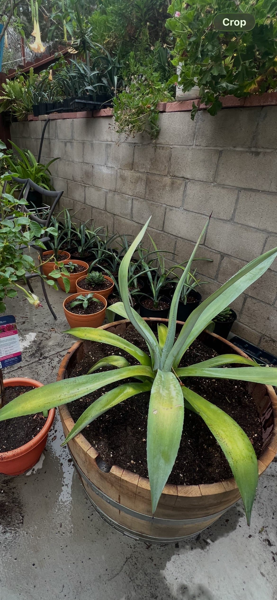 Agave pots