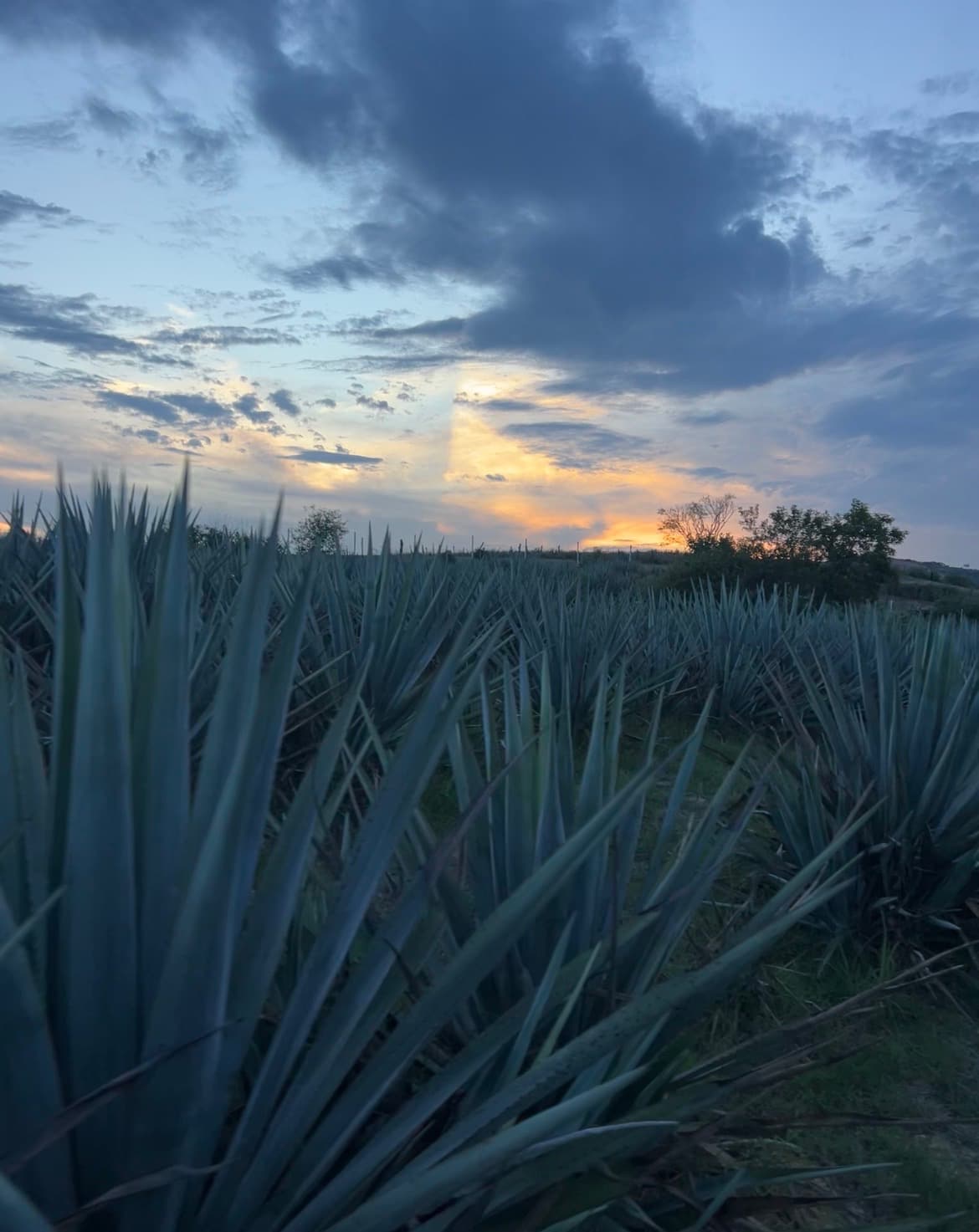 Agave pots