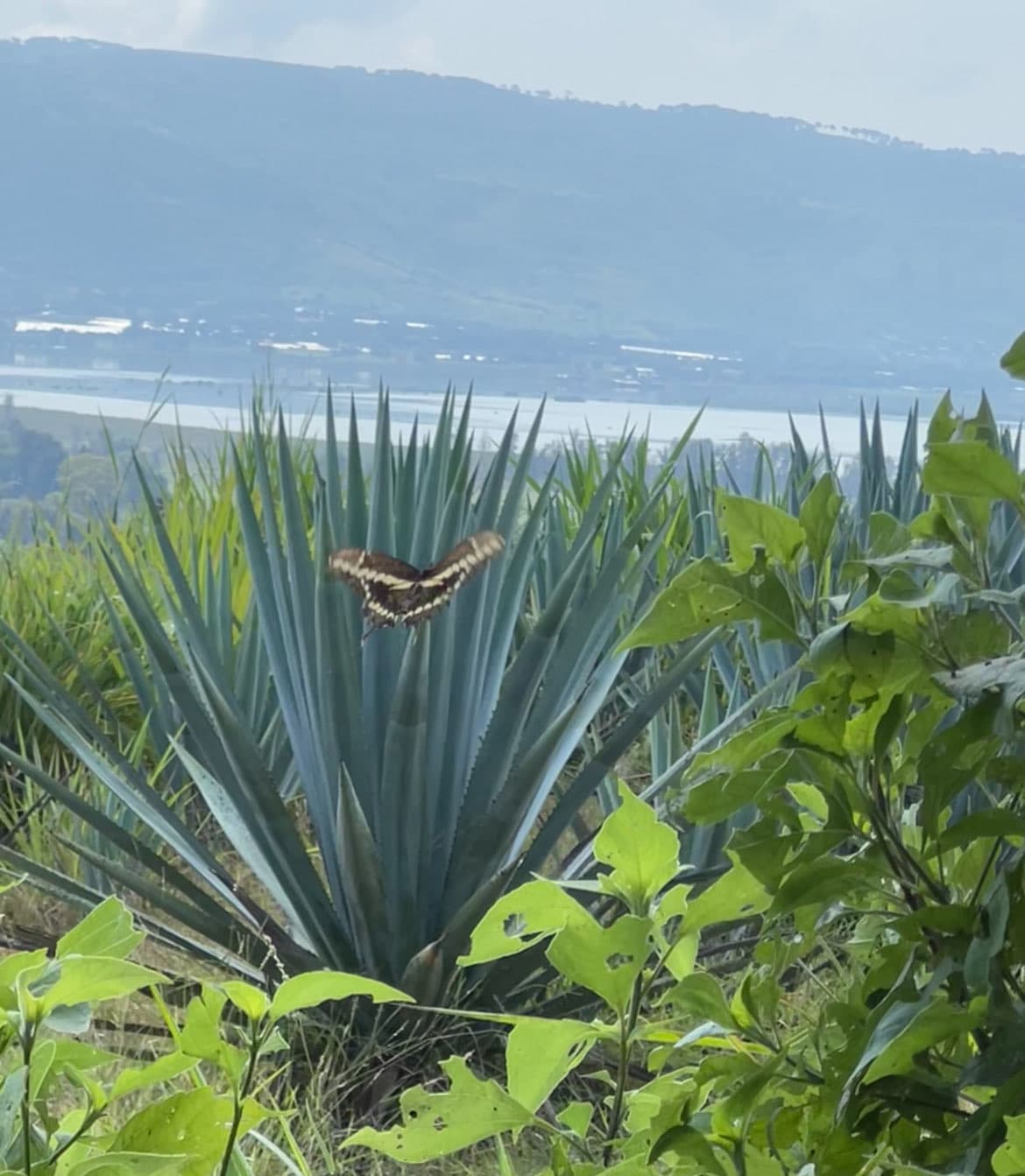 Agave landscape